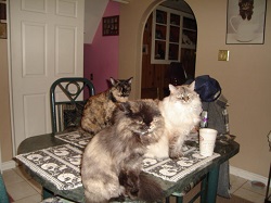 cats on table 002.JPG