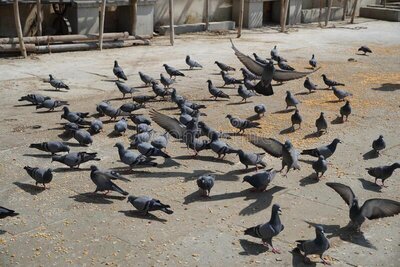 flock-pigeons-feeding-corn-wheat-sunny-weather-public-spot-large-group-eating-bread-rice-etc-day-time-182489609.jpg